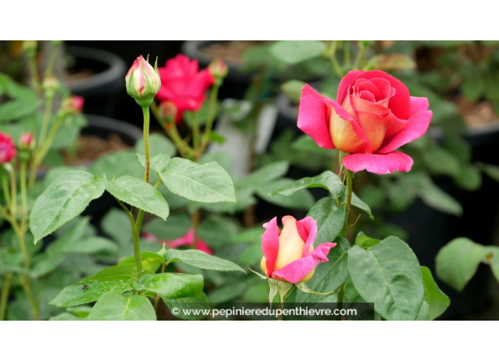 ROSIER buisson grandes fleurs 'Kronenbourg'®