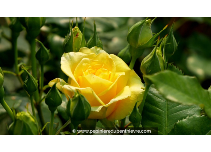 ROSIER buisson grandes fleurs 'La Rotonde'® ROSIER buisson grandes fleurs 'La Rotonde'®