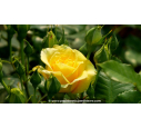 ROSIER buisson grandes fleurs 'La Rotonde'® ROSIER buisson grandes fleurs 'La Rotonde'®