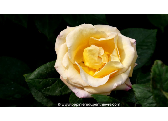 ROSIER buisson grandes fleurs 'Michel Drucker Gold'®