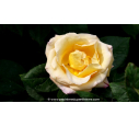 ROSIER buisson grandes fleurs 'Michel Drucker Gold'®