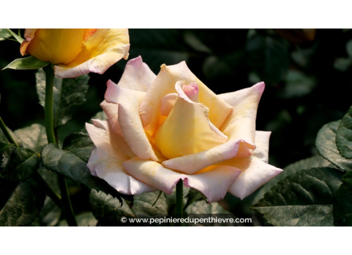 ROSIER buisson grandes fleurs 'Michel Drucker Gold'®