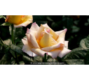 ROSIER buisson grandes fleurs 'Michel Drucker Gold'®