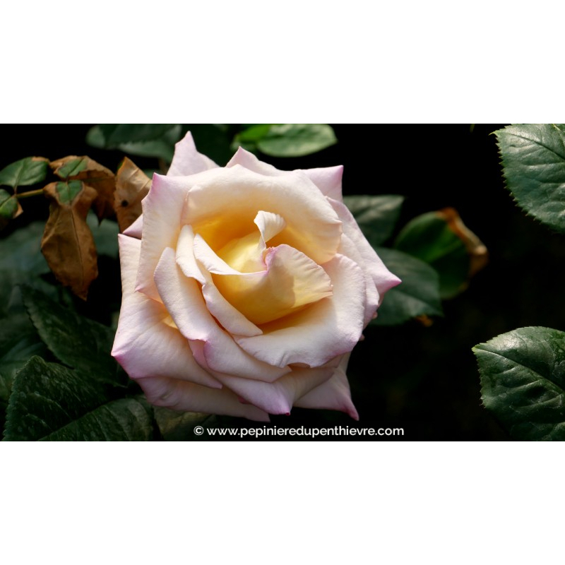 ROSIER buisson grandes fleurs 'Michel Drucker Gold'®