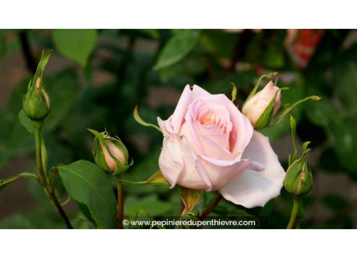 ROSIER buisson grandes fleurs 'Michèle Meilland'®