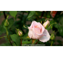 ROSIER buisson grandes fleurs 'Michèle Meilland'®