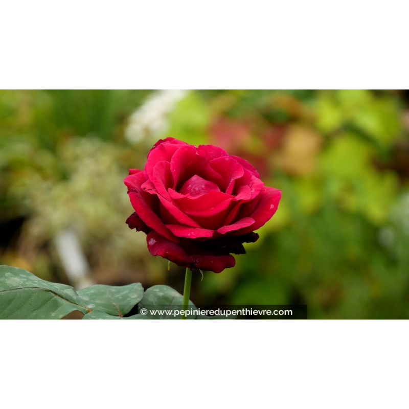 ROSIER buisson grandes fleurs 'Mister Lincoln'