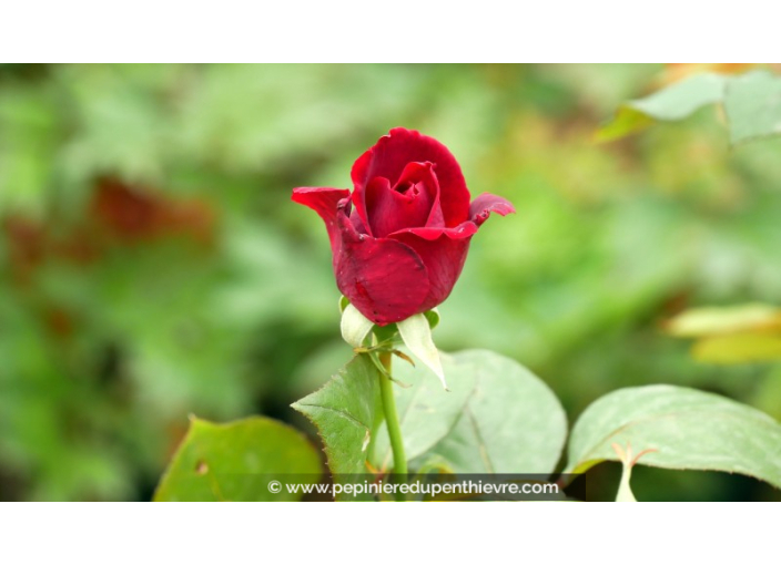 ROSIER buisson grandes fleurs 'Mister Lincoln'