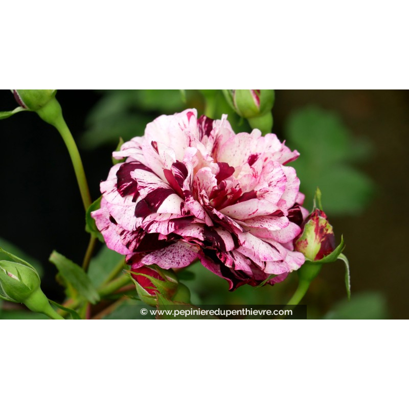ROSIER buisson grandes fleurs 'New Imagine'®