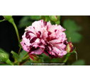 ROSIER buisson grandes fleurs 'New Imagine'®
