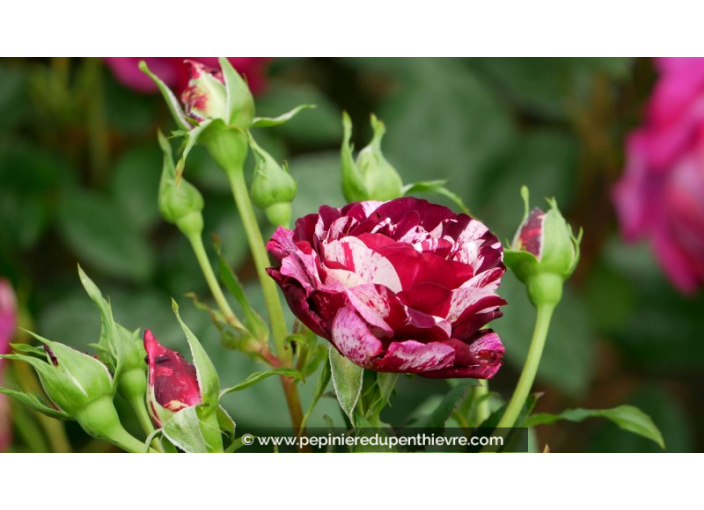 ROSIER buisson grandes fleurs 'New Imagine'®