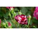ROSIER buisson grandes fleurs 'New Imagine'®