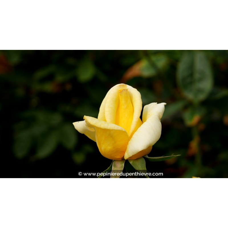 ROSIER buisson grandes fleurs 'Nicolas Hulot'®