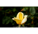 ROSIER buisson grandes fleurs 'Nicolas Hulot'® ROSIER buisson grandes fleurs 'Nicolas Hulot'®