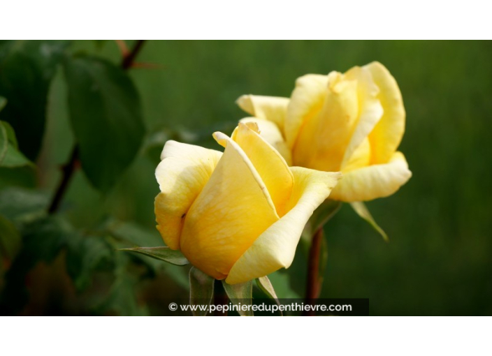 ROSIER buisson grandes fleurs 'Nicolas Hulot'® ROSIER buisson grandes fleurs 'Nicolas Hulot'®