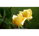 ROSIER buisson grandes fleurs 'Nicolas Hulot'® ROSIER buisson grandes fleurs 'Nicolas Hulot'®