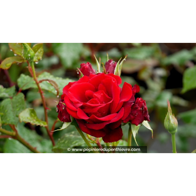 Rosier Boules Rouges ROSIER buisson 'P.G. Wodehouse'® rouge foncé - Pépinière du Penthièvre ...