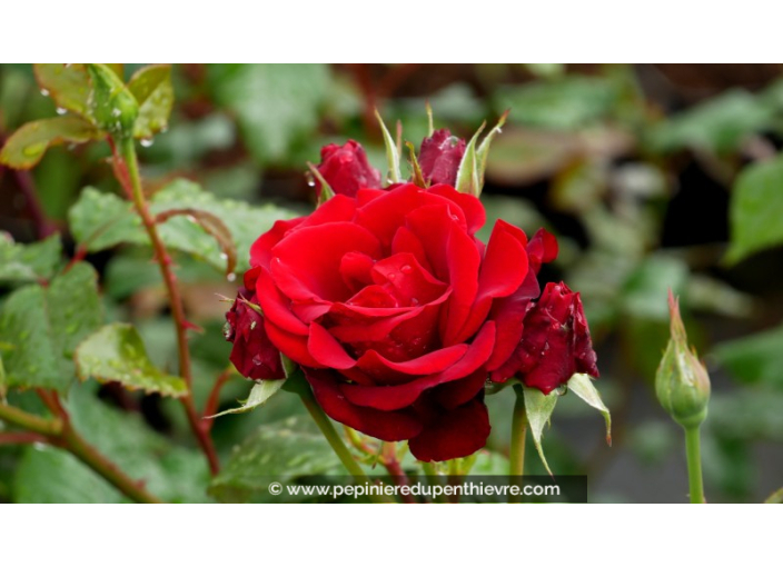 ROSIER buisson grandes fleurs 'P.G. Wodehouse'®