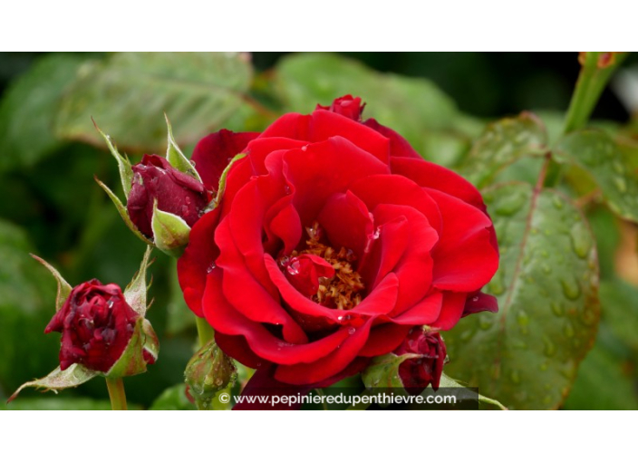 ROSIER buisson grandes fleurs 'P.G. Wodehouse'®