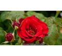 ROSIER buisson grandes fleurs 'P.G. Wodehouse'®