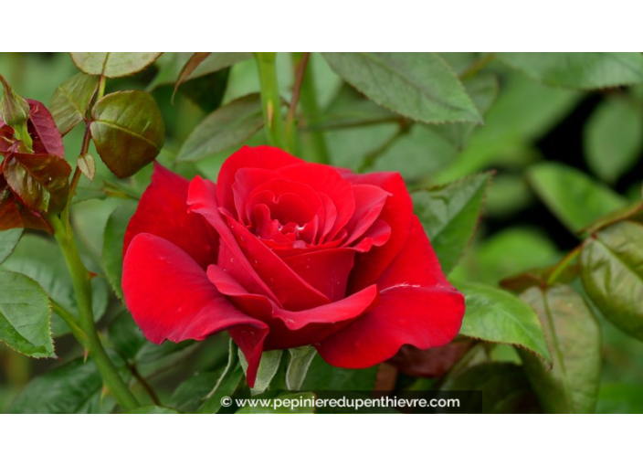 ROSIER buisson grandes fleurs 'P.G. Wodehouse'®