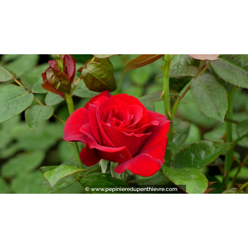 ROSIER buisson grandes fleurs 'P.G. Wodehouse'®