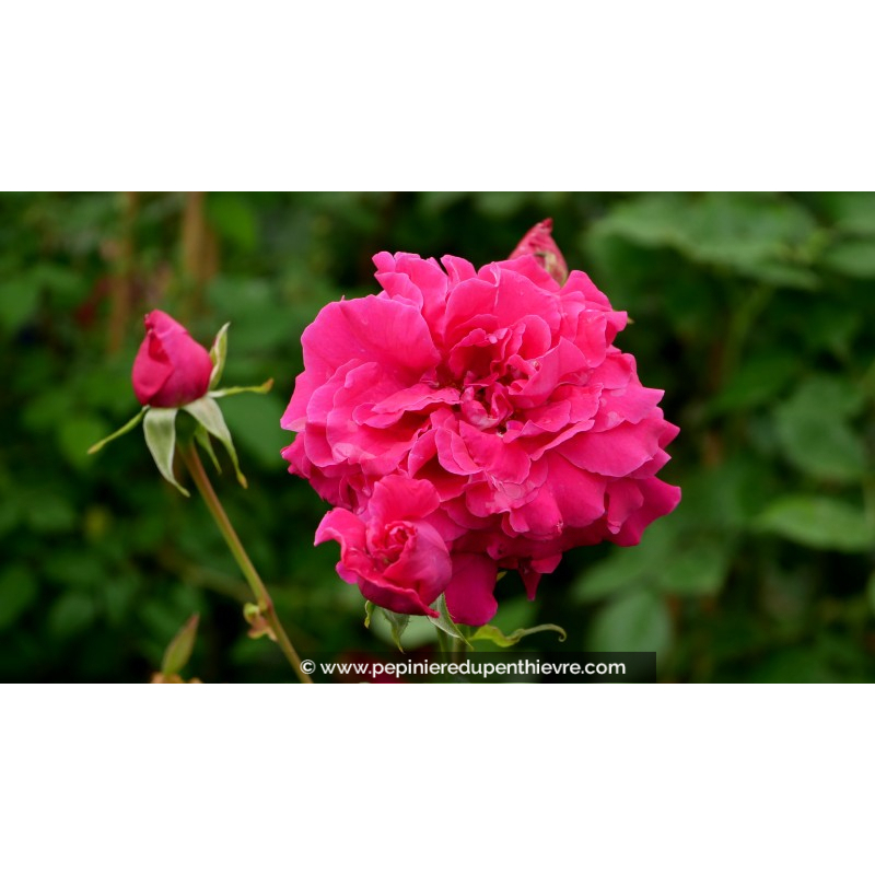 ROSIER 'Parfum d'Armor'®