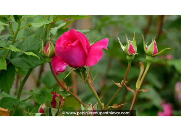 ROSIER 'Parfum d'Armor'®