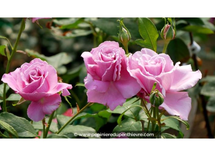 ROSIER 'Parfum de Liberté'®