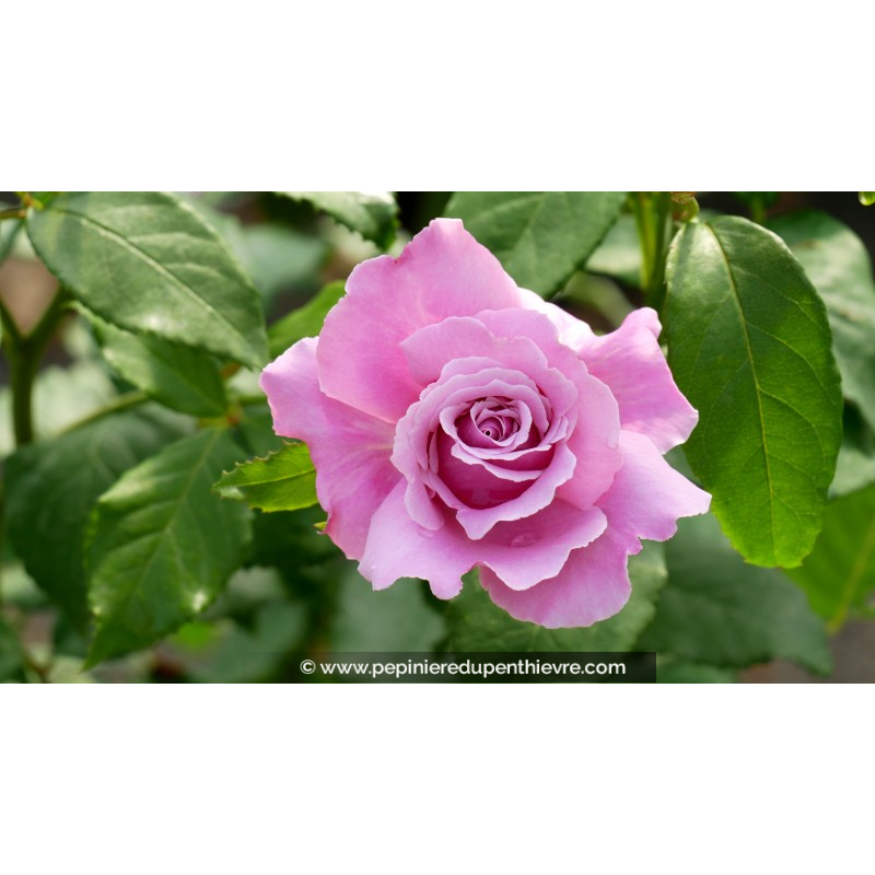 ROSIER 'Parfum de Liberté'®