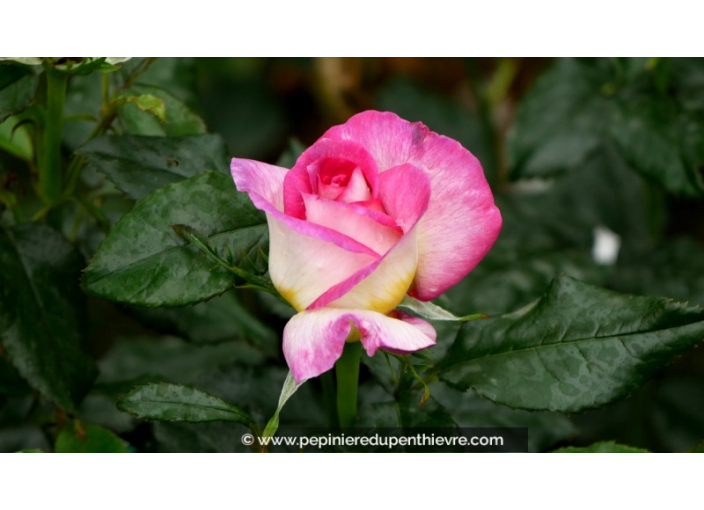 ROSIER 'Parfum de Nantes'®