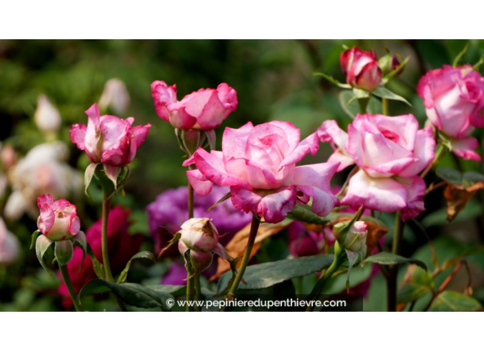 ROSIER 'Pascal Sevran'®