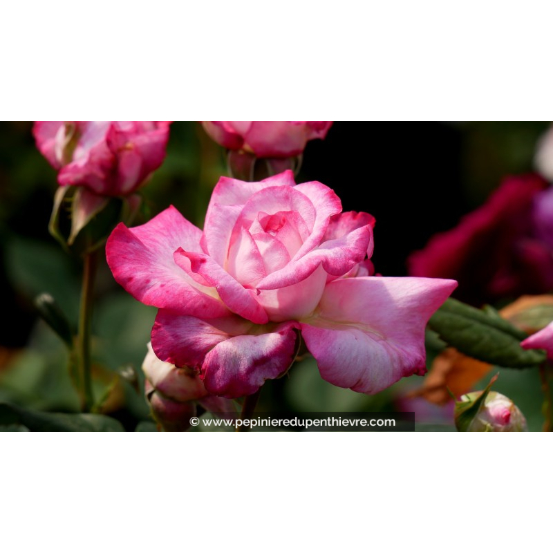 ROSIER 'Pascal Sevran'®