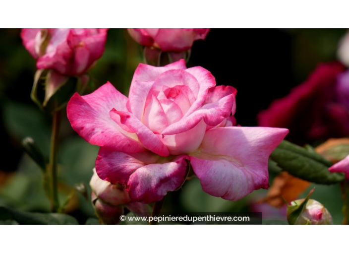 ROSIER 'Pascal Sevran'®