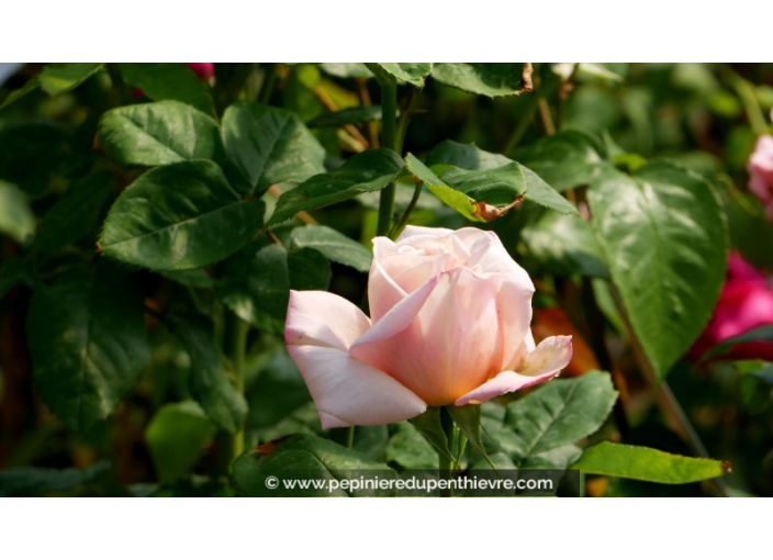 ROSIER buisson grandes fleurs 'Paul Ricard'®