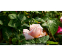 ROSIER buisson grandes fleurs 'Paul Ricard'®