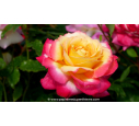 ROSIER 'Pop Star'® ROSIER 'Pop Star'®