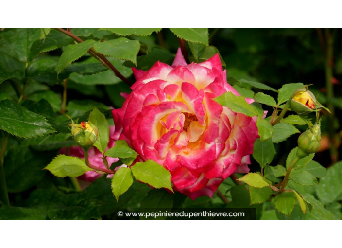 ROSIER 'Pop Star'® ROSIER 'Pop Star'®