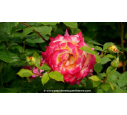 ROSIER 'Pop Star'® ROSIER 'Pop Star'®