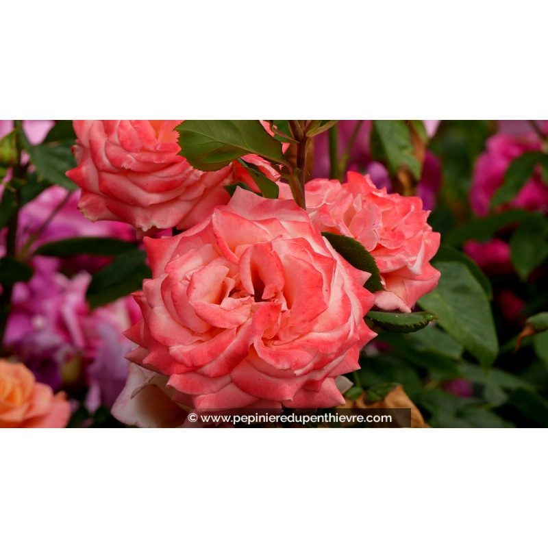 ROSIER buisson grandes fleurs 'Puy du Fou'®