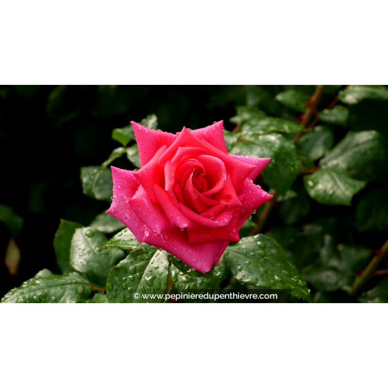 ROSIER 'Reflets de Saint Malo'®