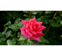 ROSIER 'Reflets de Saint Malo'® ROSIER 'Reflets de Saint Malo'®