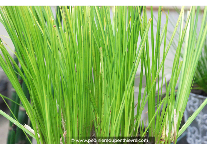 ACORUS gramineus 'Ogon'