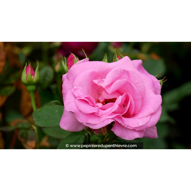 ROSIER 'Rose de Rennes'®
