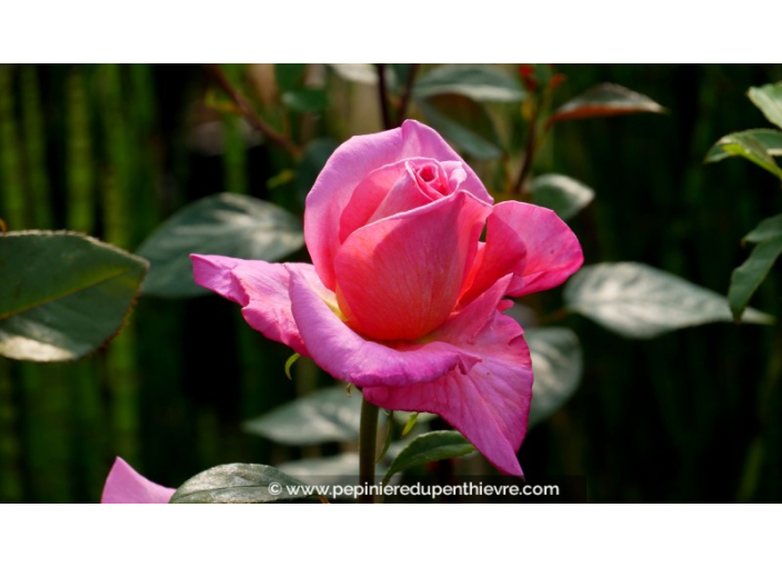ROSIER 'Rose du Mérite'® ROSIER 'Rose du Mérite'®