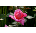 ROSIER 'Rose du Mérite'® ROSIER 'Rose du Mérite'®