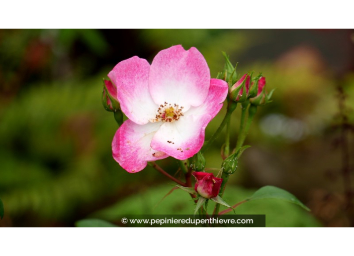 ROSIER paysager 'Rush'® ROSIER paysager 'Rush'®