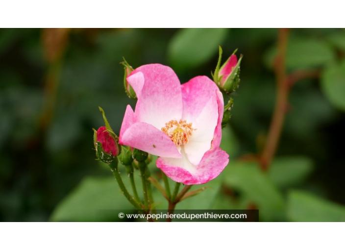 ROSIER paysager 'Rush'® ROSIER paysager 'Rush'®