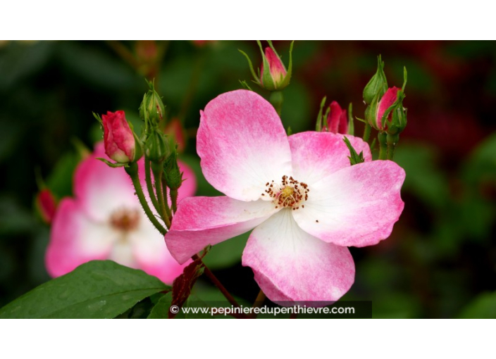 ROSIER paysager 'Rush'® ROSIER paysager 'Rush'®