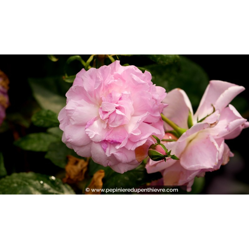 ROSIER paysager 'Baie des Anges Romantica'®